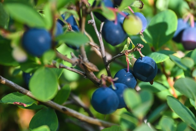 Karelische Heidelbeeren