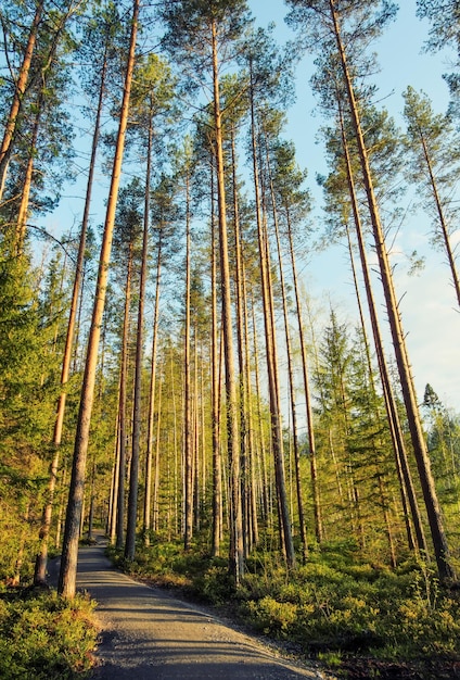 Karelischer Wald Schöne Parkstraße durch den Wald