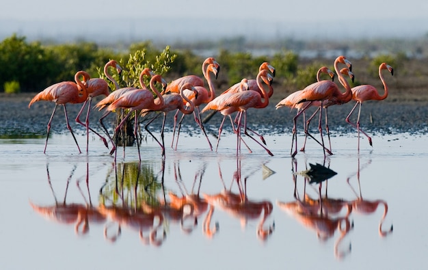 Karibische Flamingos stehen mit Reflexion im Wasser