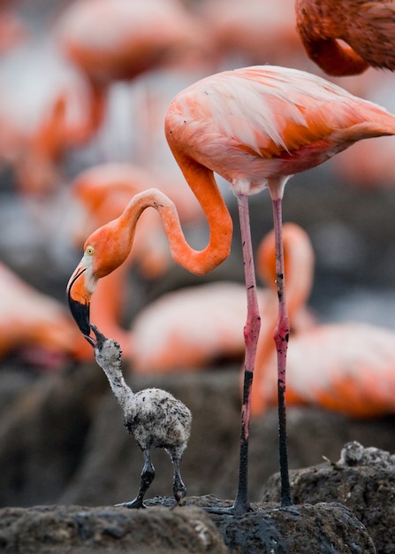 Karibischer Flamingo auf einem Nest mit Küken