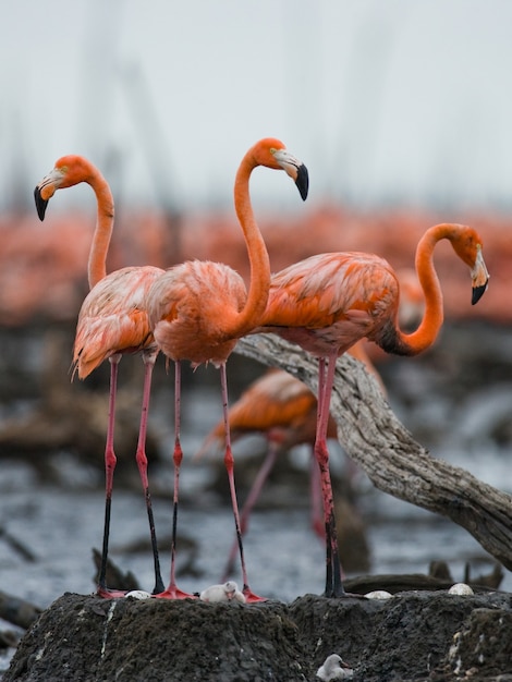 Karibischer Flamingo auf einem Nest mit Küken