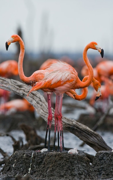 Karibischer Flamingo auf einem Nest mit Küken