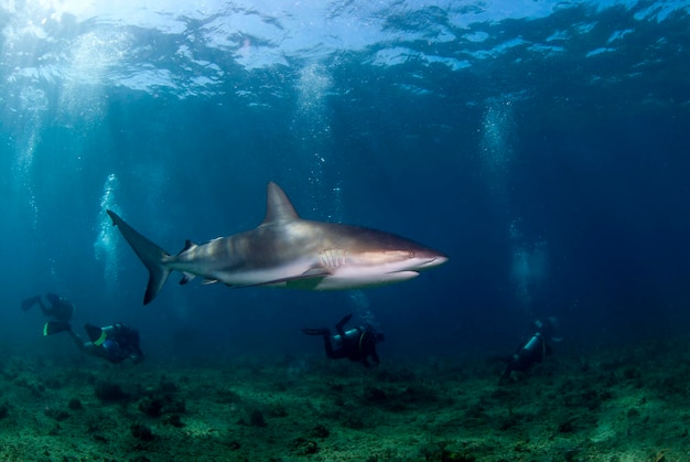 Karibischer Riffhai Carcharhinus perezi schwimmt in der Nähe einer Gruppe von Tauchern