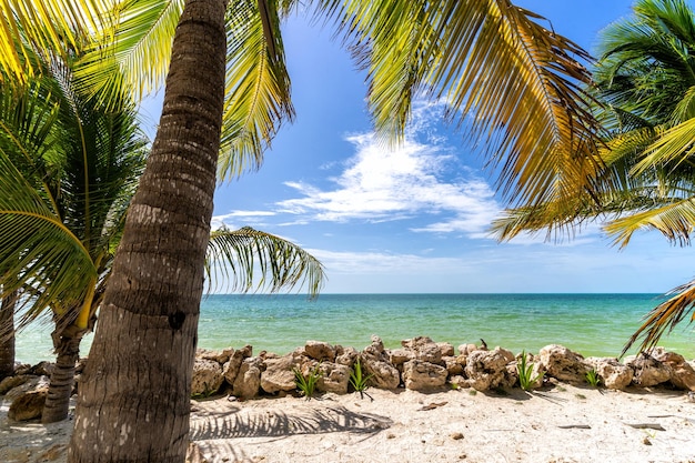 Karibischer Strand mit grünem Wasser und Palmen in Cancun, Mexiko
