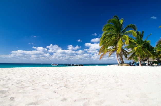 Karibischer Strand und Palme .Paradise. Sommerferienkonzept.