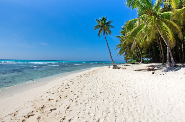 Karibischer Strand und Palme .Paradise. Urlaubs- und Tourismuskonzept.