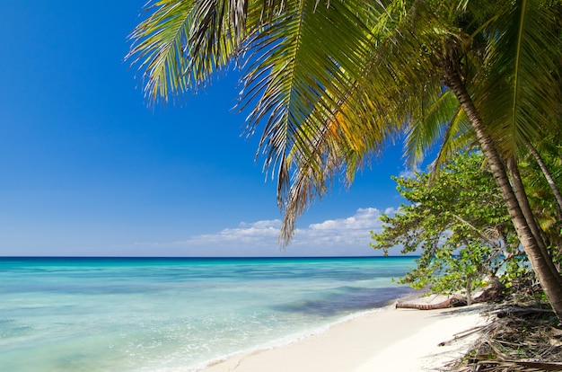 Karibischer Strand und Palme