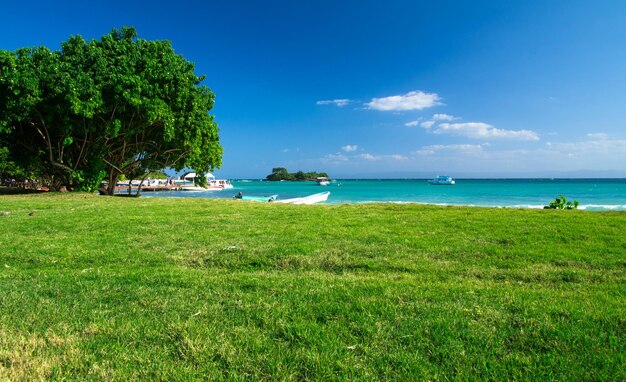 Karibischer Strand und Palme