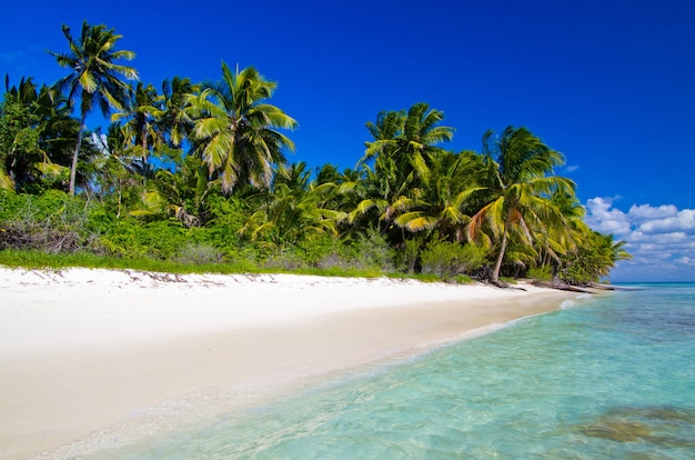 Karibischer Strand und Palme