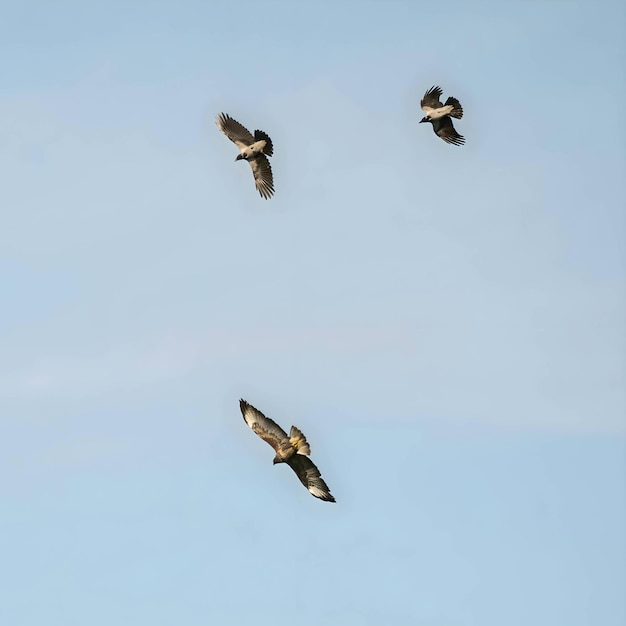 Karionkrähe und Geflügel fliegen gegen den Himmel