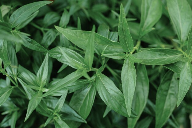 Kariyat Ervas medicinais tailandesas, folhas de plantas orgânicas, Nome científico Andrographis paniculata Wall ex Ness Está na família Acanthaceae