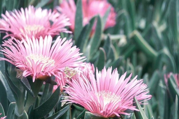 Karkalla campo de floración.