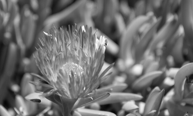 Karkalla ou cara de porco karkalla em flor florescendo flor de putle carpobrotus rossii