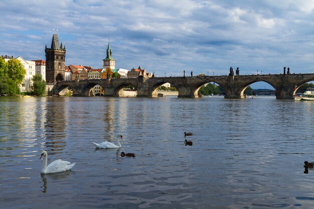 Karlsbrücke über die Moldau mit Schwänen, Prag, Chech Republic