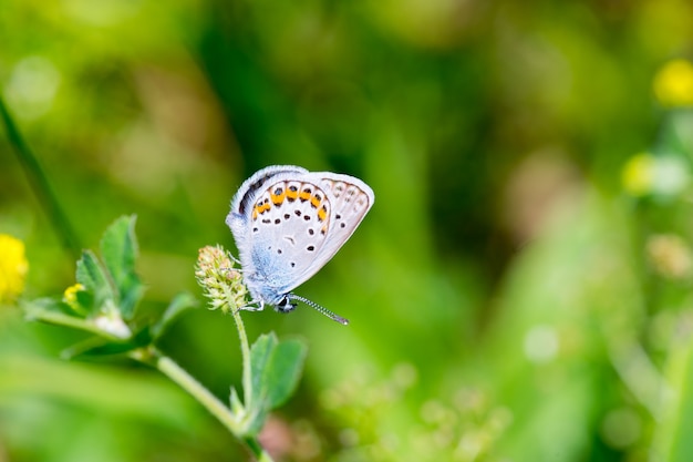 Karner Blue Butterfly (Polyommatus Icarus) Makro.