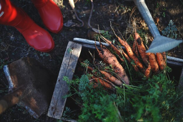 Karotten ernten. viele Karotten in einer Kiste im Garten, rote Gummistiefel und eine Schaufel.