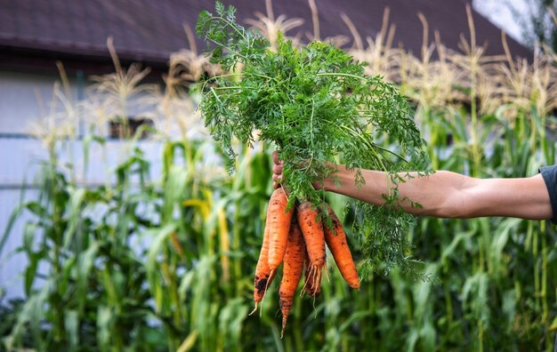 Karotten in den Händen der Bauern. umweltfreundliche Ernte. selektiver Fokus