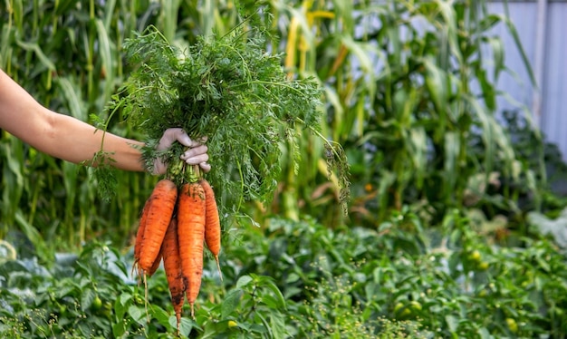 Karotten in den Händen der Bauern. umweltfreundliche Ernte. selektiver Fokus