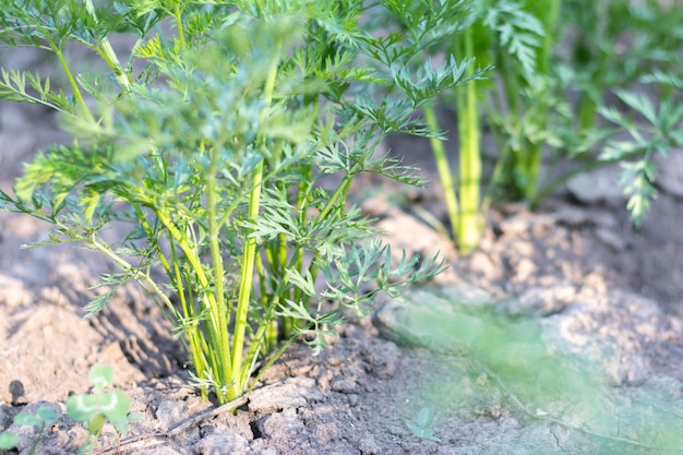 Karotten wachsen an einem Sommertag in den Beeten im heimischen Garten Gemüsegrüngarten Karotten wachsen