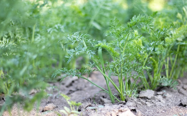 Karotten wachsen an einem Sommertag in den Beeten im heimischen Garten Gemüsegrüngarten Karotten