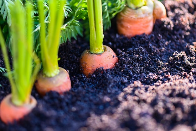 Karotten wachsen im Boden Bio-Bauernhof Karotten auf dem Boden frische Karotten wachsen im Karottenfeld Gemüse wächst im Garten Ernte landwirtschaftliches Produkt Natur