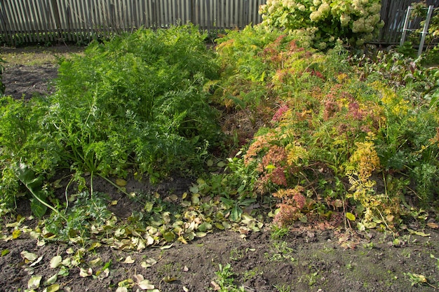 Karottenbeete mit bunten Spitzen im Herbst