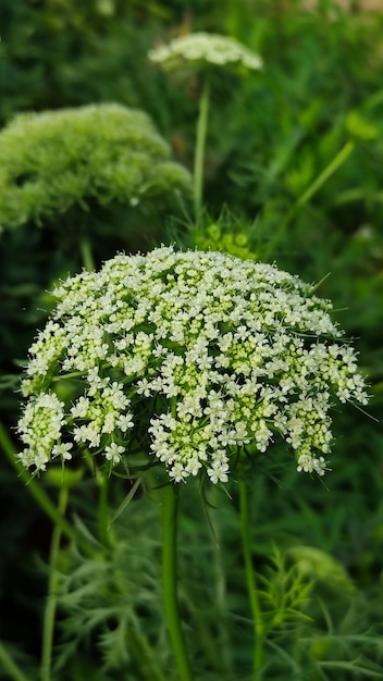 Karottenblumen in einem Feld mit Hintergrundunschärfe