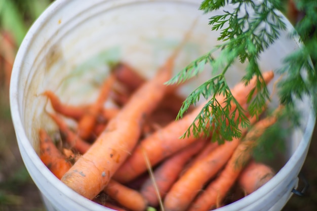 Karottenernte im Garten gesammelt Plantagenarbeit Herbsternte und gesundes Bio-Lebensmittelkonzept schließen sich mit selektivem Fokus