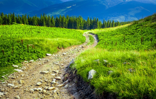 Karpaten Sommerlandschaft.