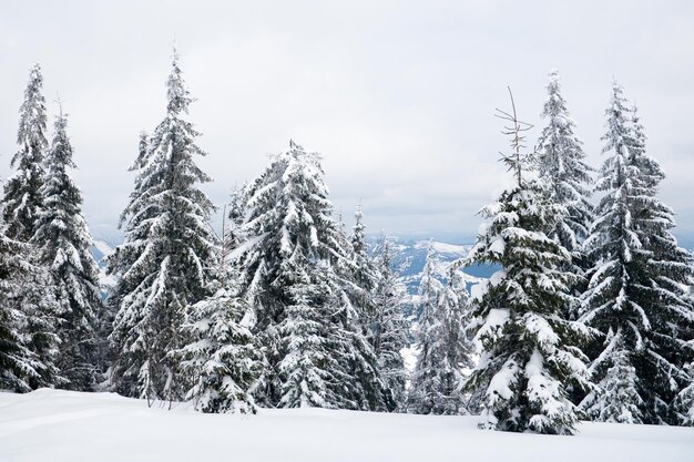 Karpaten Ukraine Bäume bedeckt mit Raureif und Schnee in den Winterbergen Weihnachten schneebedeckter Hintergrund