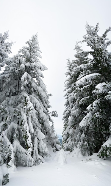 Karpaten Ukraine Bäume bedeckt mit Raureif und Schnee in den Winterbergen Weihnachten schneebedeckter Hintergrund