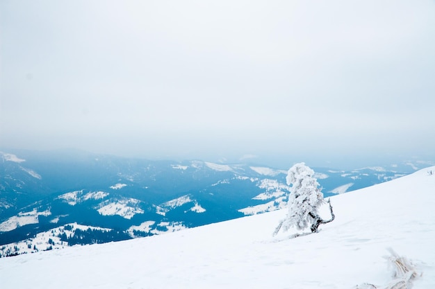 Karpaten Ukraine Schöne Winterlandschaft Der Wald ist mit Schnee bedeckt