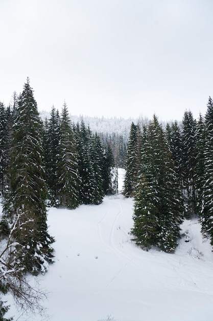 Karpaten Ukraine Schöne Winterlandschaft Der Wald ist mit Schnee bedeckt