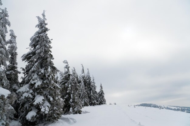 Karpaten Ukraine Schöne Winterlandschaft Der Wald ist mit Schnee bedeckt