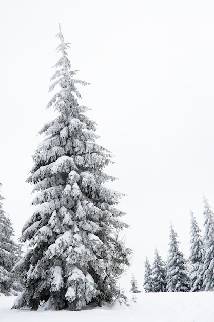 Karpaten Ukraine Schöne Winterlandschaft Der Wald ist mit Schnee bedeckt