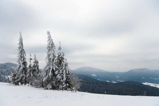 Karpaten Ukraine Schöne Winterlandschaft Der Wald ist mit Schnee bedeckt