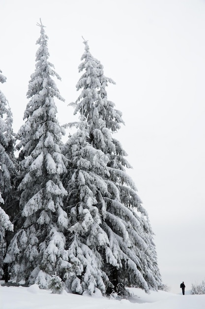 Karpaten Ukraine Schöne Winterlandschaft Der Wald ist mit Schnee bedeckt