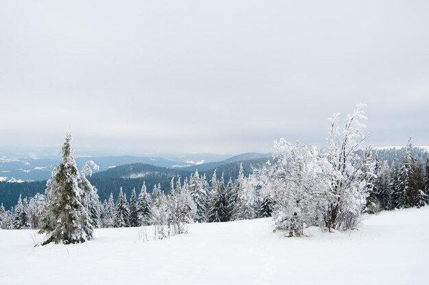 Karpaten Ukraine Schöne Winterlandschaft Der Wald ist mit Schnee bedeckt