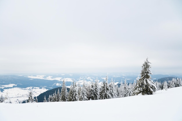 Karpaten Ukraine Schöne Winterlandschaft Der Wald ist mit Schnee bedeckt