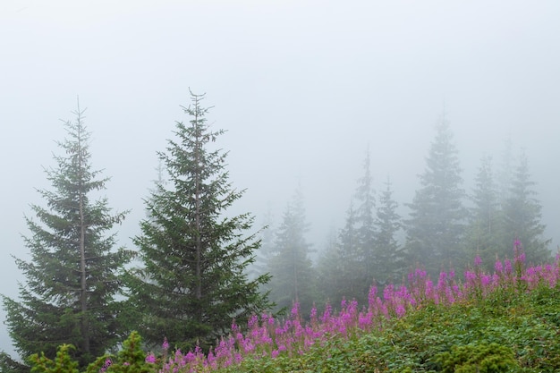 Karpaten Wald in den Bergen im Nebel Natürlicher Hintergrund Kopieren Sie Platz