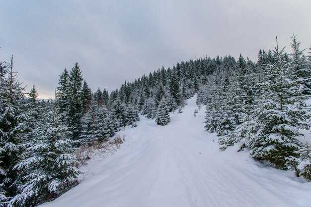 Karpaten Winter Berge