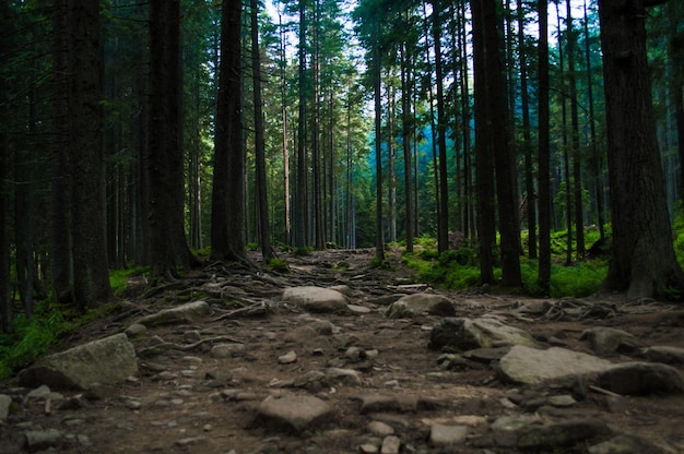 Karpatennatur Wald auf grünen Hügeln in den Sommerbergen Dunstiger grüner Bergwald