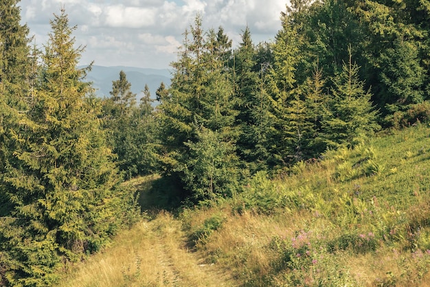 Karpatische Sommerlandschaft Schmutzstraße in den Bergen Schöne Berge auf dem blauen Himmel Hintergrund