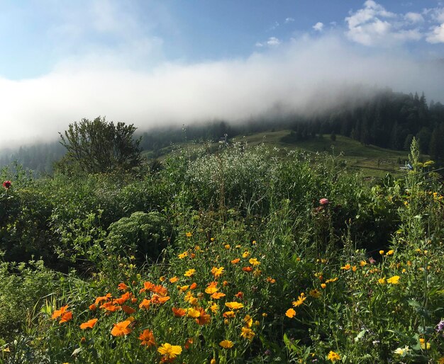 Karpaty é montanhas pitorescas na Ucrânia