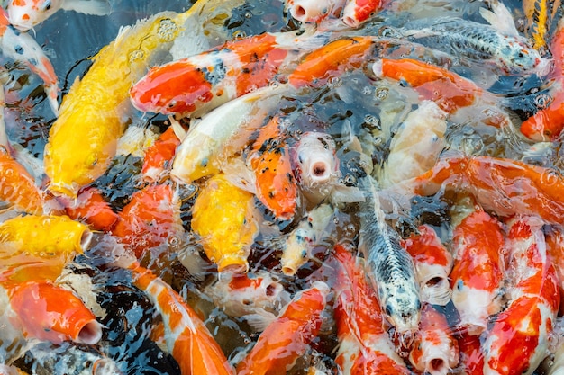 Karpfen Fischteich Hintergrund bunter Hintergrund Lust auf Karpfen