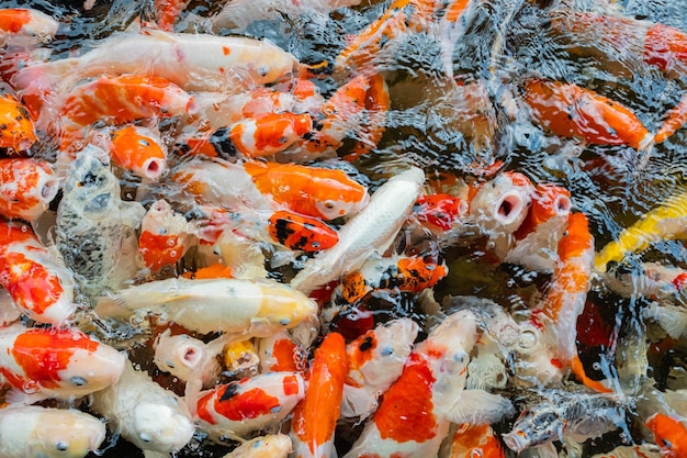 Karpfen Fischteich Hintergrund bunter Hintergrund Lust auf Karpfen