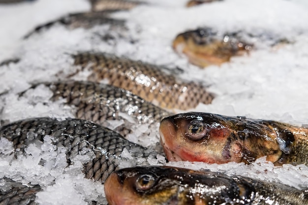 Karpfen mit frischem Fisch auf einer Kühltheke in einem Geschäft zwischen zerstoßenem Eis