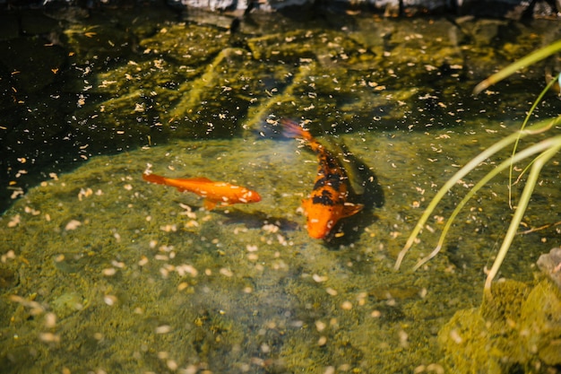 Karpfen schwimmt in einem dekorativen Teich Die goldene Farbe der Fische Aquarium Dekoration im Park