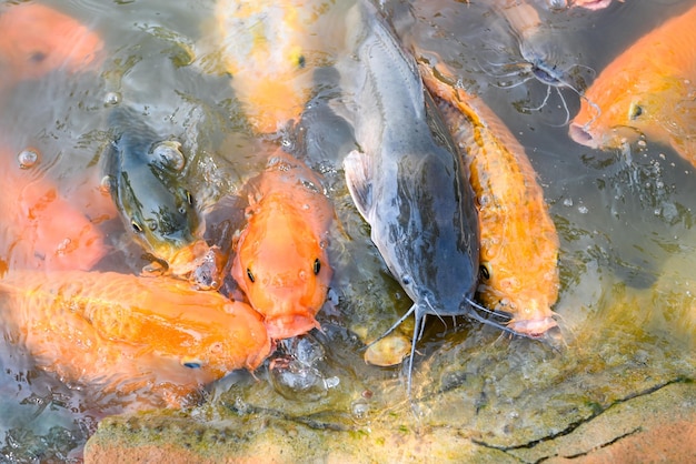 Karpfenfische Tilapia und Welse, die von der Fütterung von Nahrung auf Wasseroberflächenteichen auf Wasseroberflächenteichen Fischfarmen fressen, die schwimmen, um auf dem oberen Wasser im See in der Nähe des asiatischen Flusses zu atmen