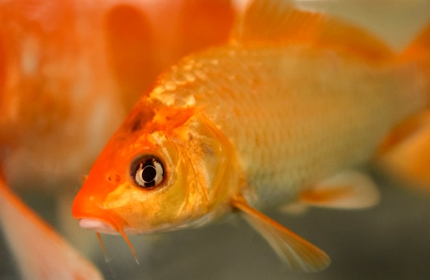 Foto karpfenschwimmen im aquarium. fischzucht, karpfenzucht in brasilien.